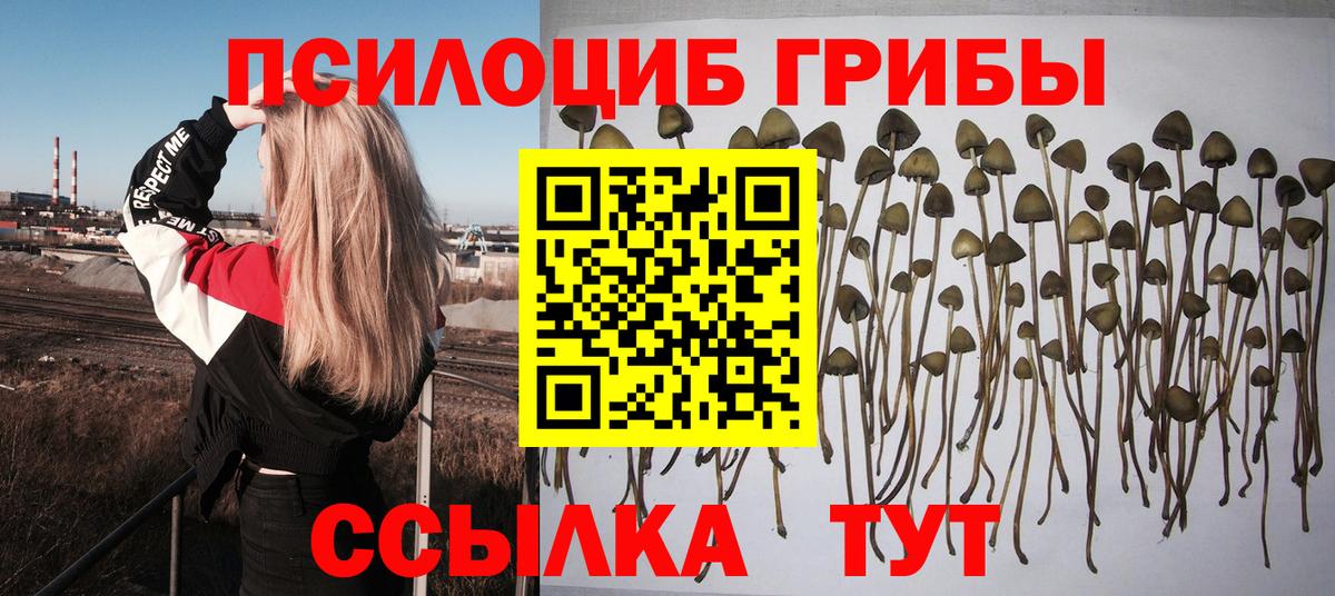 Псилоцибиновые грибы Psilocybine cubensis  Вход с VPN  Зима 